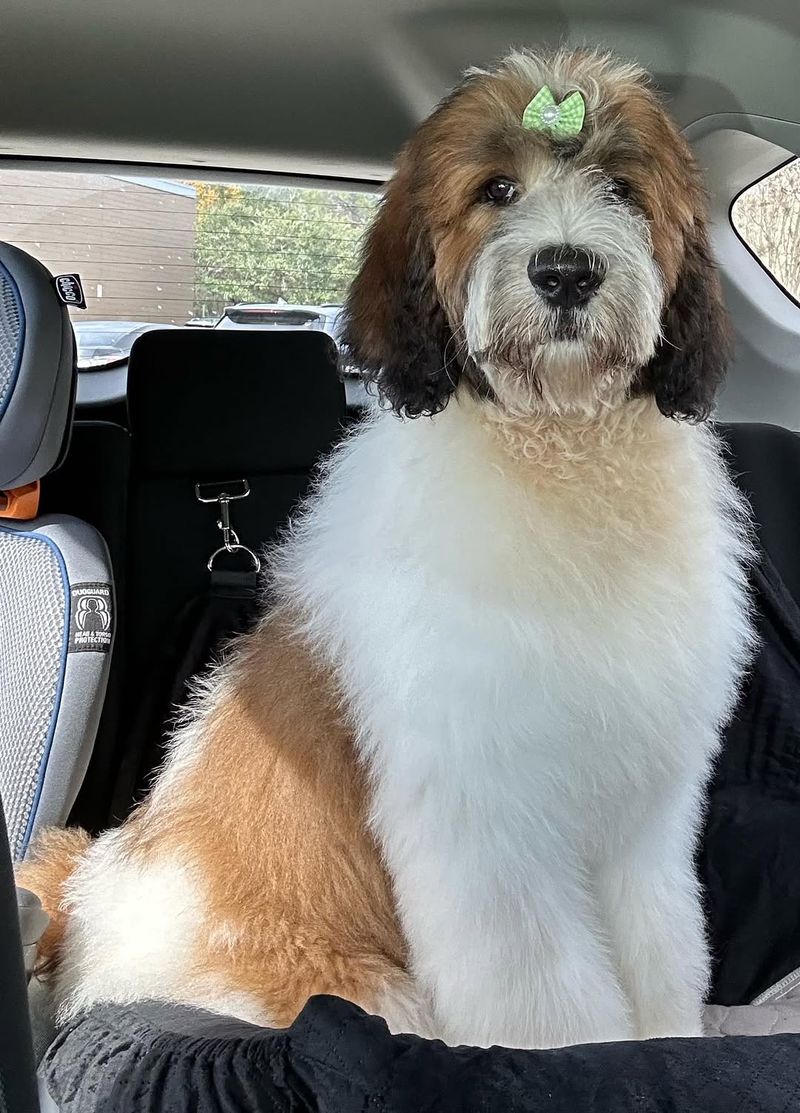 Saint Berdoodle