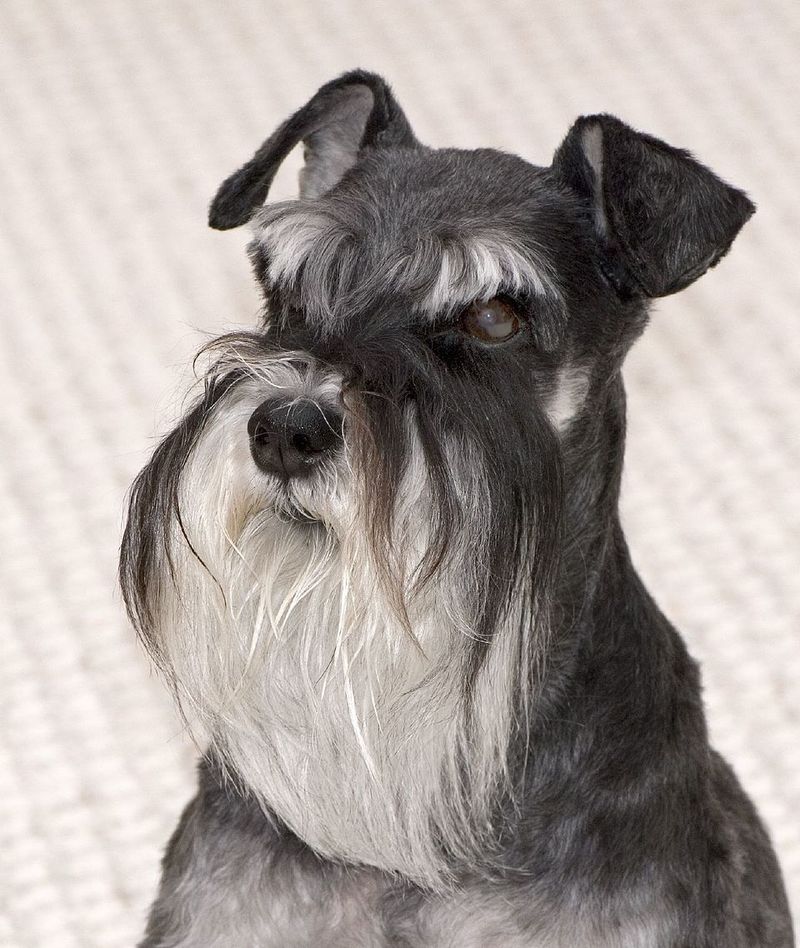 Miniature Schnauzer
