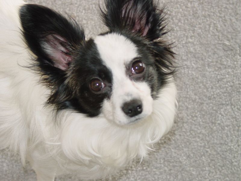 17 dog breeds that win people over fast without doing anything dramatic 12 Papillon
