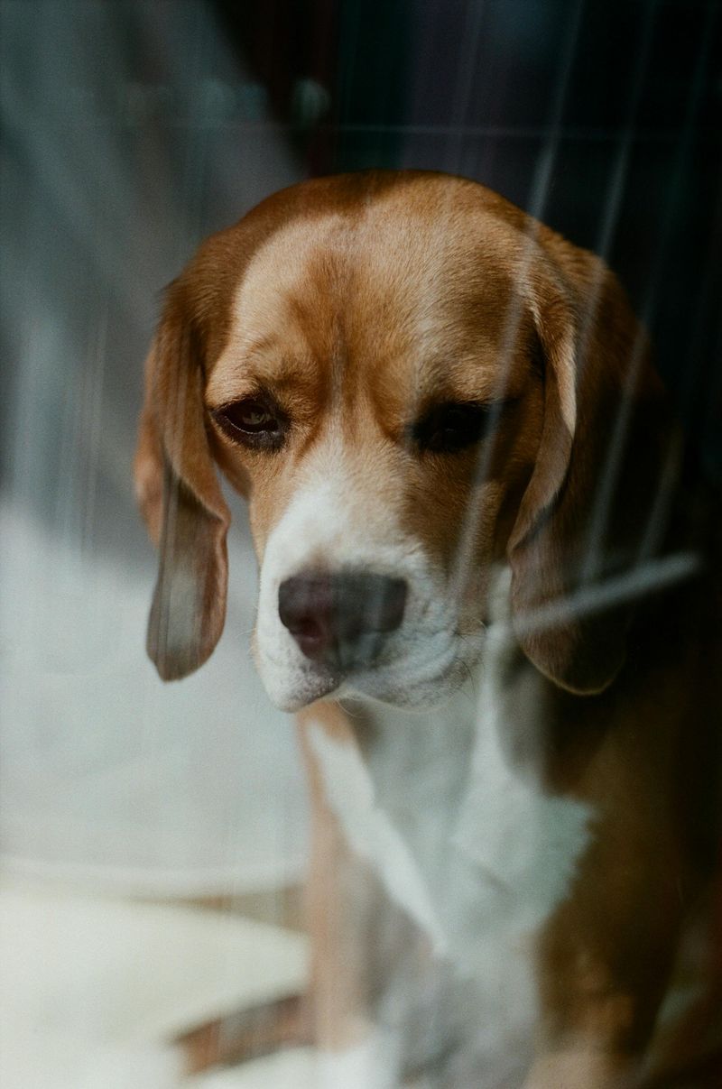 Beagle