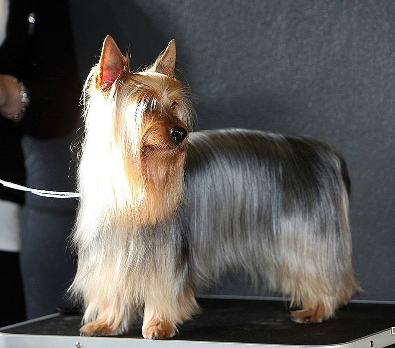 Silky Terrier