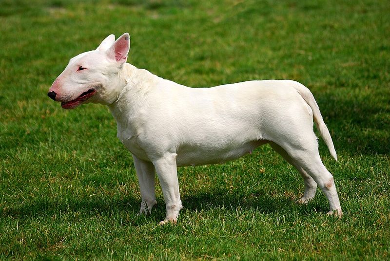13 dog breeds that can make even confident owners wonder what they've gotten themselves into 11 Bull Terrier