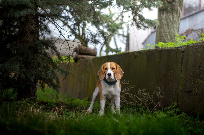 Beagle