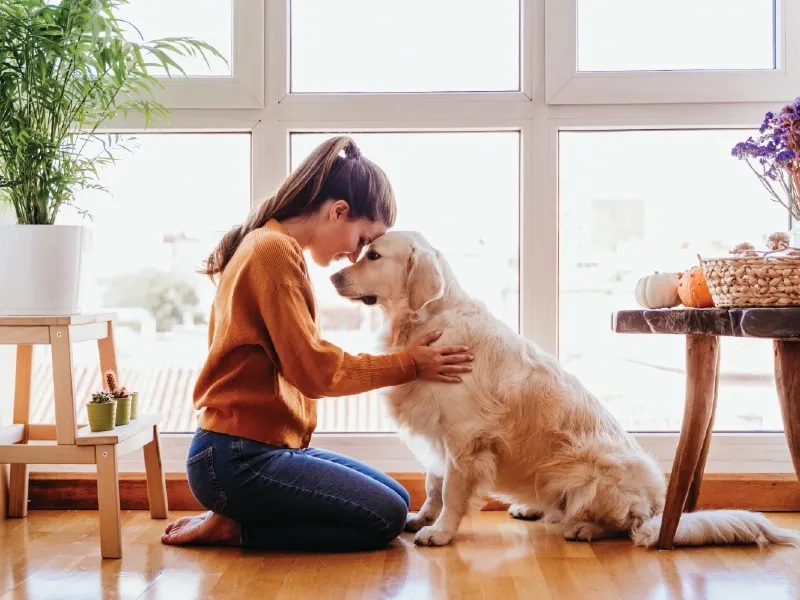 19 Dog Behaviors That Show How Well They Understand Human Emotions 6 Comforting their owner when they cry or seem upset