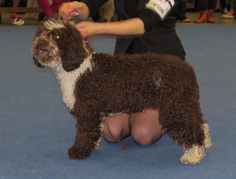 Spanish Water Dog