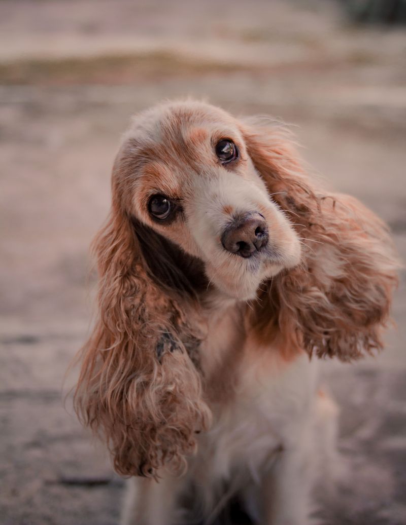 Forget the backyard myth - These 13 dog breeds show why home is about people, not space 12 Cocker Spaniel