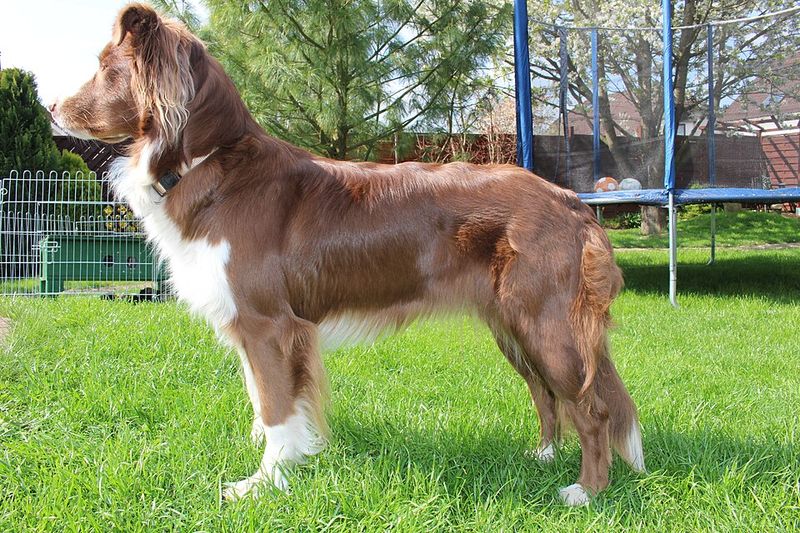 These dog breeds seem to notice tiny changes in people before anyone explains what's wrong 9 Australian Shepherd