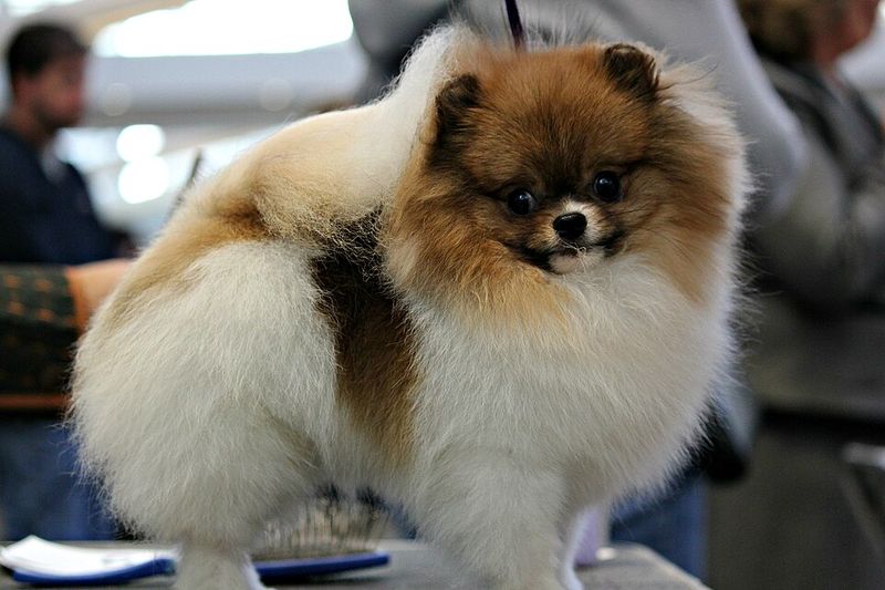 Pomeranian