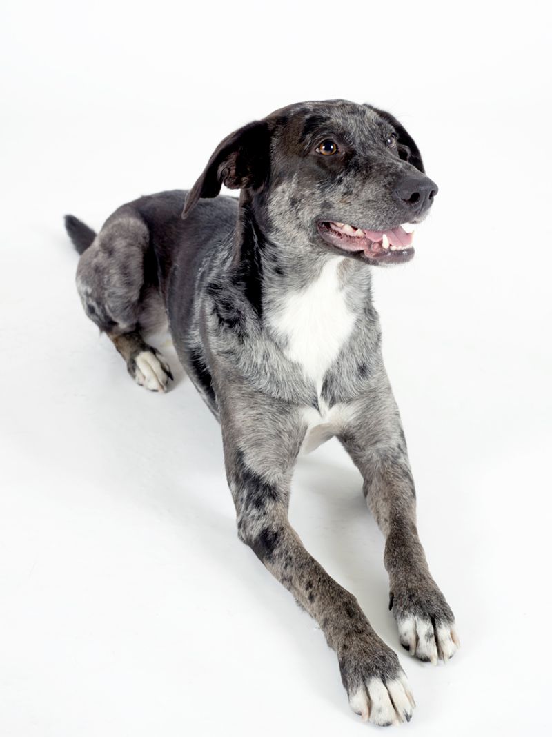 Catahoula Leopard Dog