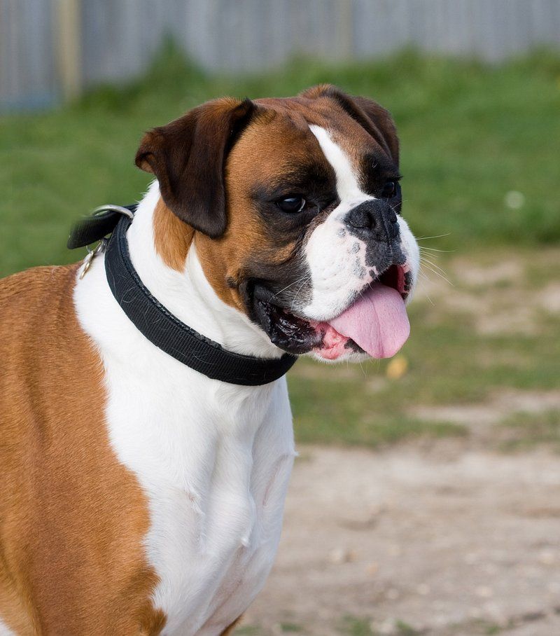 18 Dog Types That Will Do Anything For Food (And Need Strict Portion Control) 14 Boxer