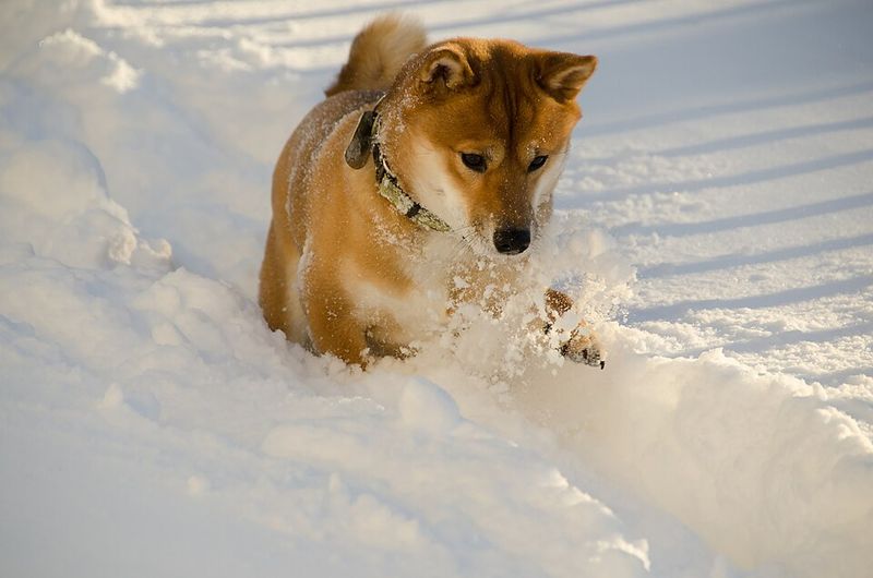 These dog breeds prove independence and loyalty can exist side by side 7 Shiba Inu