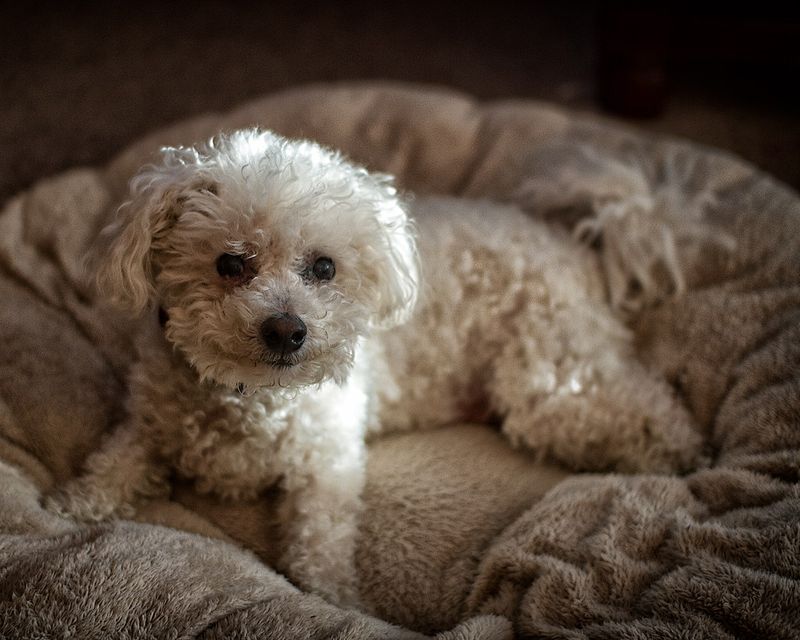 14 Dog Breeds That Are Incredibly Gentle With Cats (When Introduced Correctly) 5 Bichon Frise