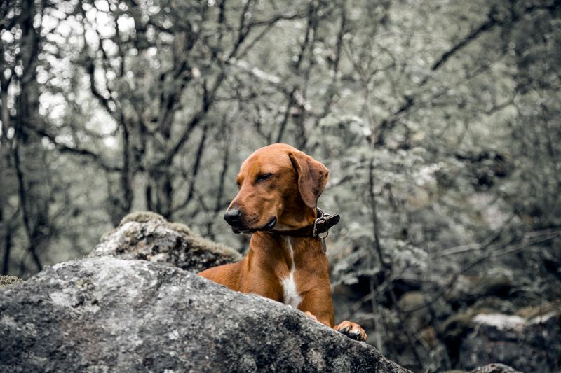 Vizsla