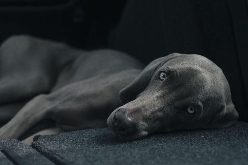 Weimaraner