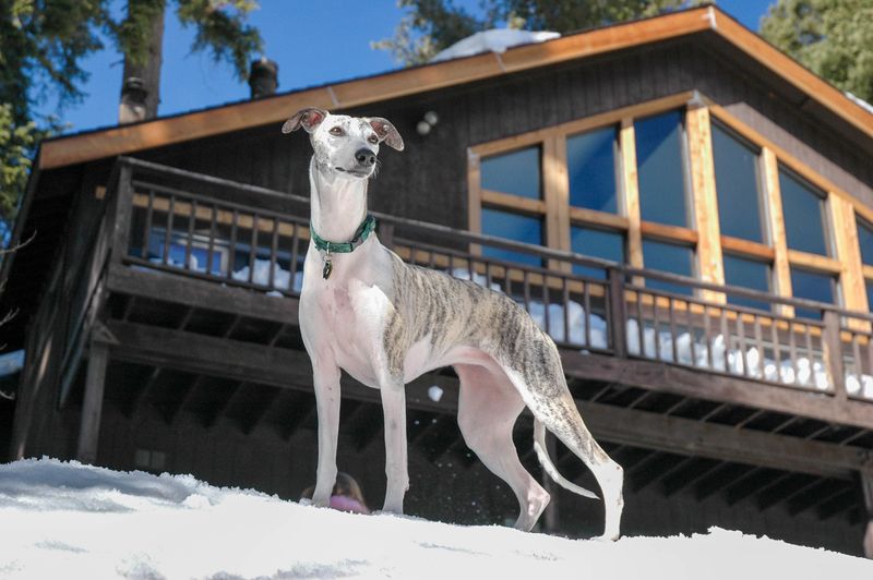 10 low-maintenance dog breeds - plus 4 whose beautiful coats come with a catch 8 Whippet