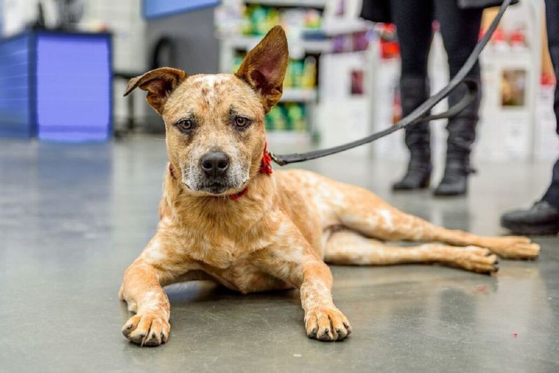 Dog DNA Is Still Evolving — 11 Breed Influences You Didn’t Know Could Be Genetic 9 Ear Shape and Ear Carriage