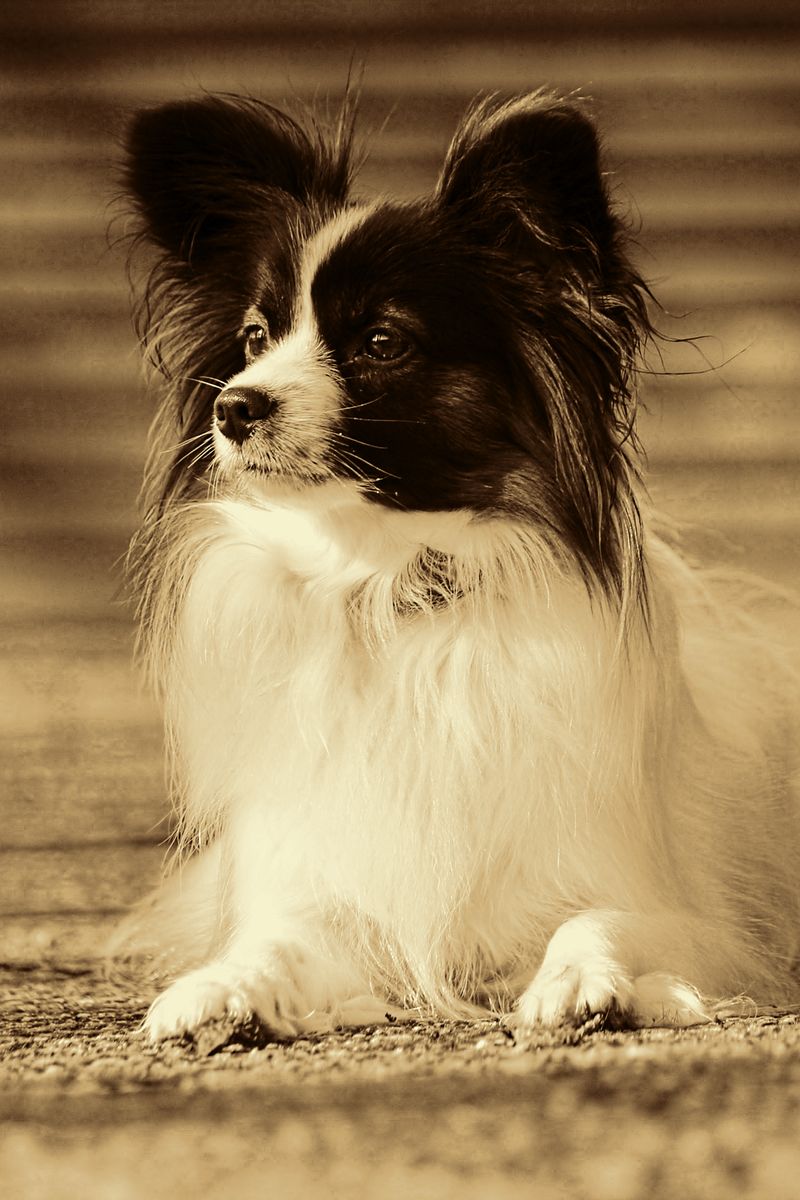 If your lifestyle includes markets, festivals, or busy streets, these dog breeds may fit right in 5 Papillon