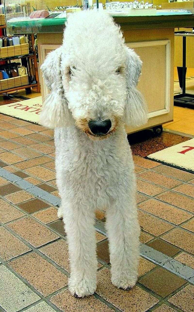 Poodles Aren’t the Only Hypoallergenic Dogs — Meet 24 More Allergy-Friendly Breeds 8 Bedlington Terrier