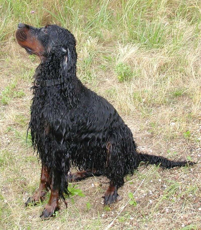 Gordon setter