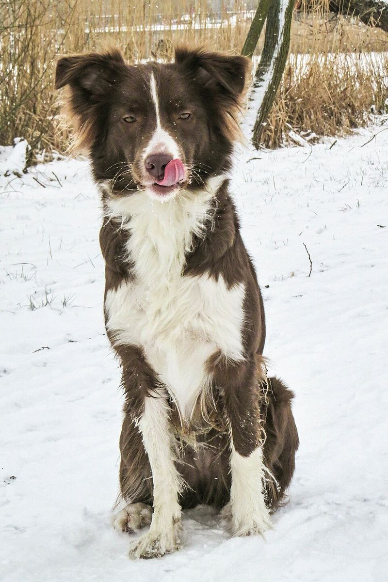 Beauty comes in many forms - These 12 breeds prove it, and these 3 reinforce it 16 Australian Shepherd