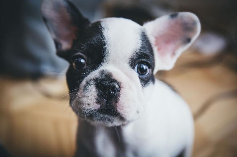 25 Small Dog Breeds Known for Their Loyalty and Affection 15 French Bulldog