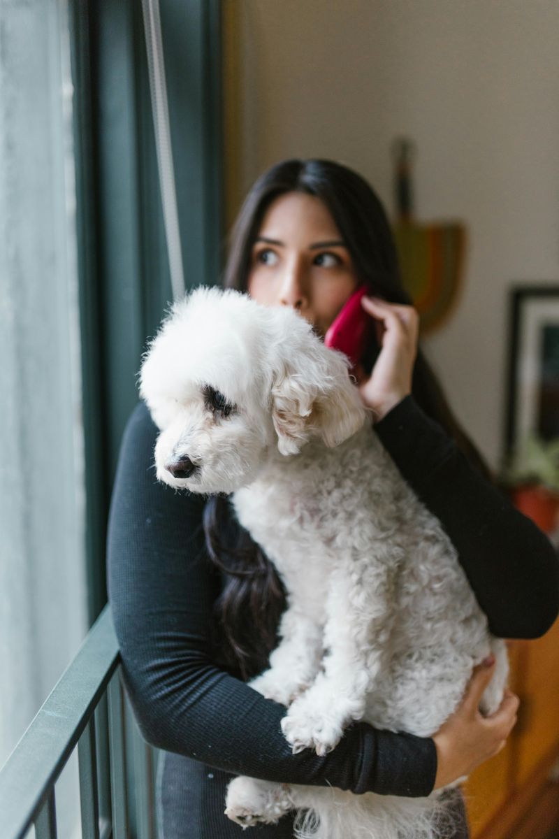 27 Dog Breeds That Prefer People Over Other Dogs 7 Bichon Frise