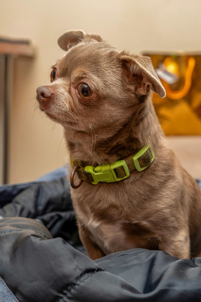 Increased Clinginess or Shadowing