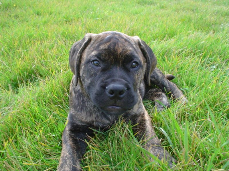 Forget judging house dogs by size - the breeds that settle best indoors may surprise you 6 Bullmastiff