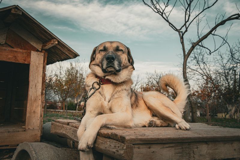 15 dog breeds that feel like they were made for wild hills and rough weather 11 Kangal