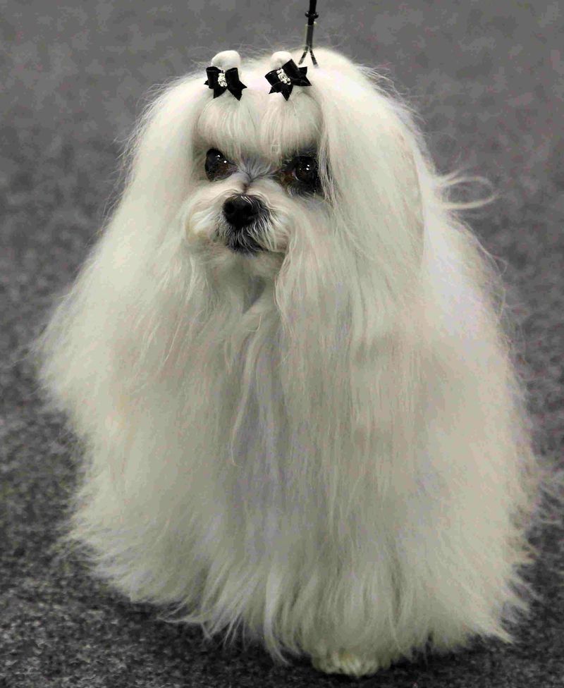 Maltese