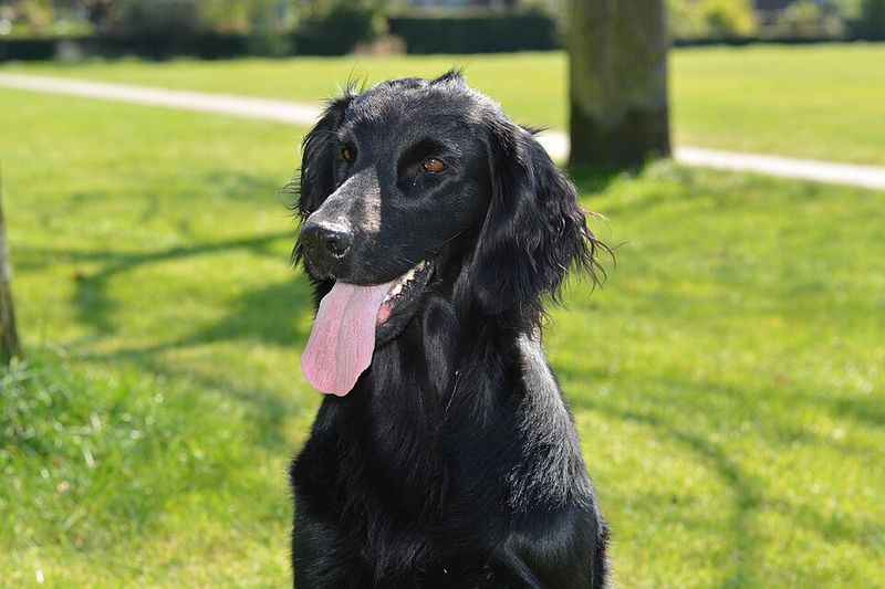 Flat-Coated Retriever