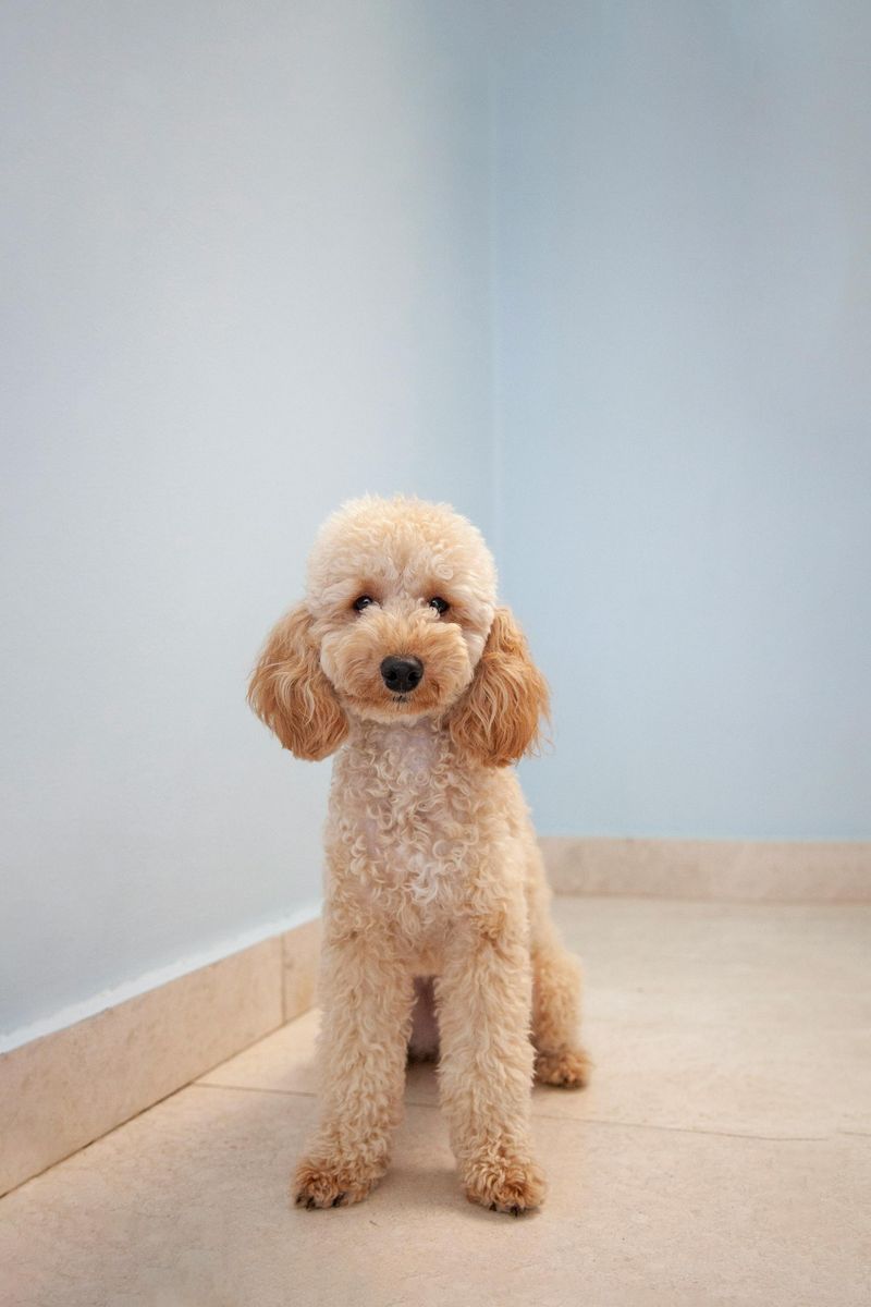 Toy Poodle