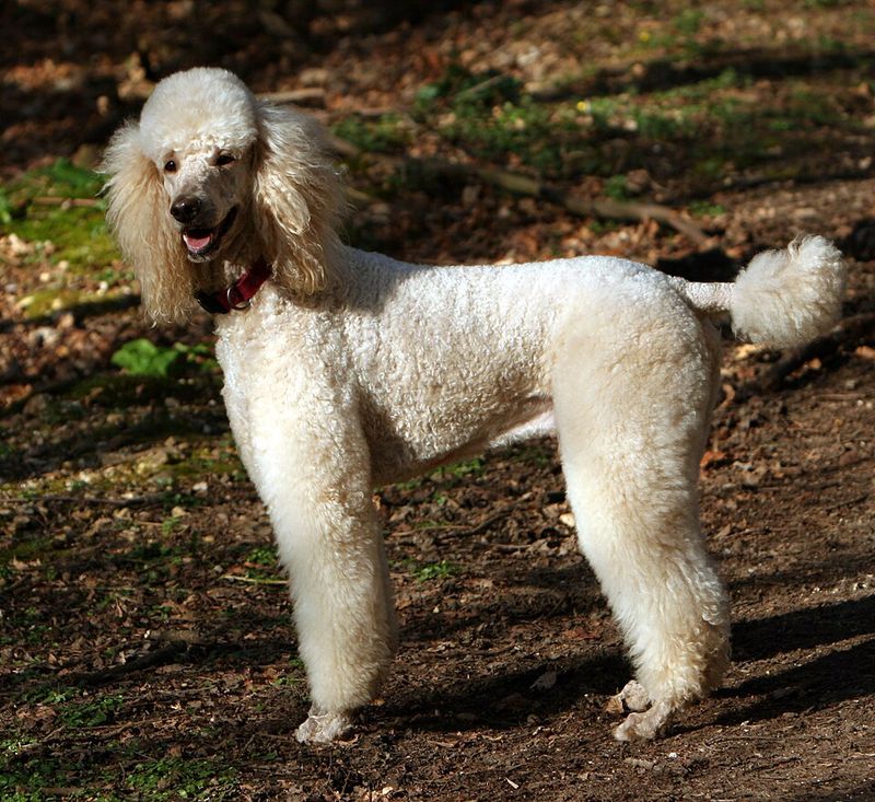 16 dog breeds that tend to show up disproportionately in professional training and working roles 17 Standard Poodle