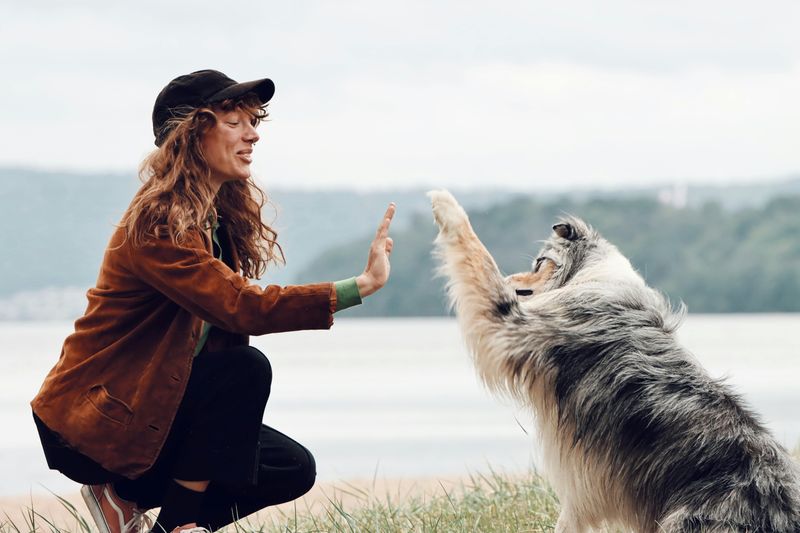 27 Dog Breeds That Prefer People Over Other Dogs 25 Australian Shepherd