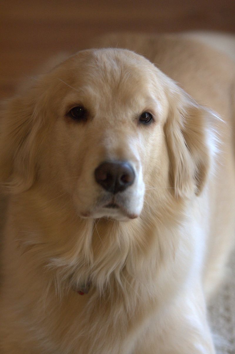 If you love soft, cuddly dogs, these 11 breeds are hard to beat 3 Golden Retriever