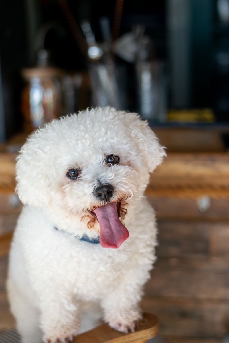 Life doesn't always follow a schedule - and these dog breeds seem perfectly fine with that 9 Bichon Frise