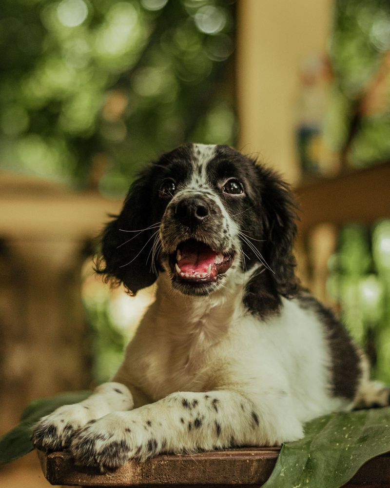 Some dog breeds leave such a lasting impression that every future companion has big shoes to fill 12 English Springer Spaniel