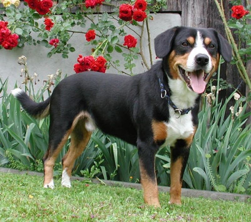 12 tricolor dogs with markings that look almost deliberately painted 12 Entlebucher Mountain Dog: Compact Canvas, Busy Spirit