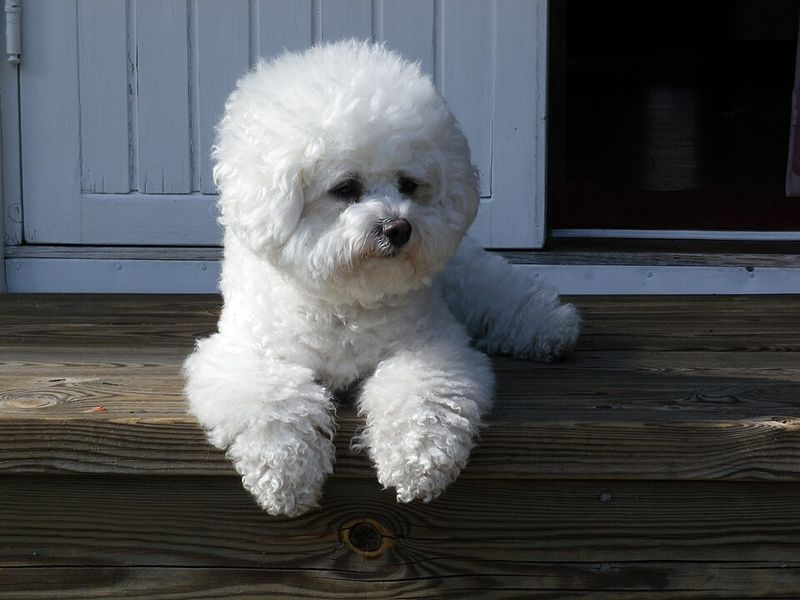 Some dogs greet everyone with a wag - these 11 certainly do, while these 3 rarely relax 10 Bichon Frise