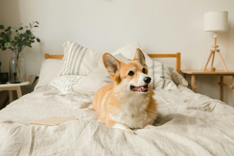 Corgi