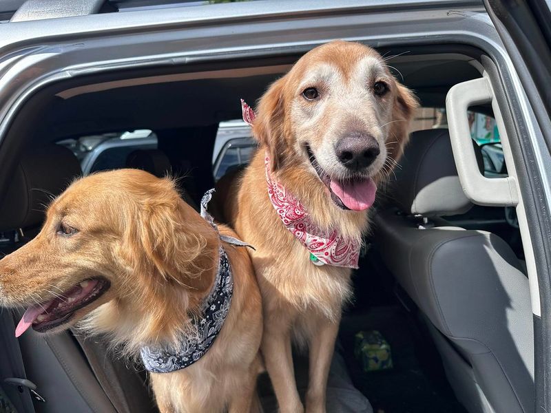 Some dogs tolerate travel - These 10 seem to genuinely enjoy the adventure 3 Golden Retriever