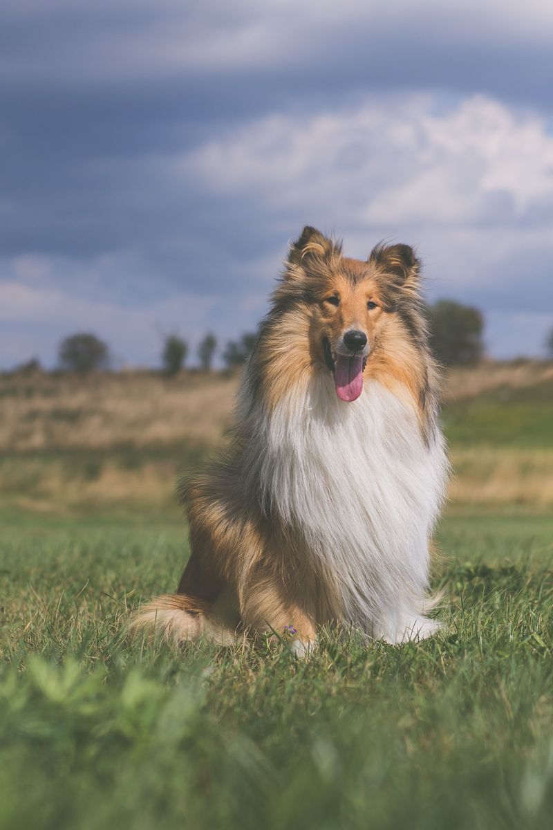 Spend years with one of these dogs and you may start wondering who copied whom 12 Rough Collie - the thoughtful traditionalist