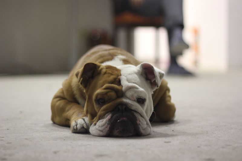 Bulldog