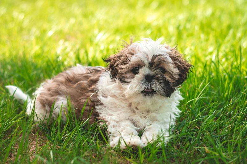 25 Small Dog Breeds Beginners Can Confidently Handle 9 Shih Tzu