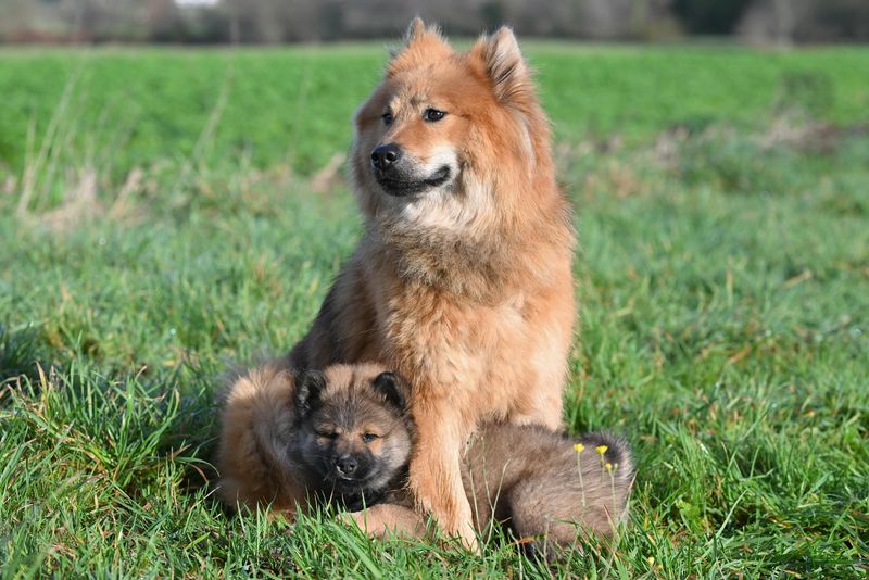 Some Dogs Maintain Emotional Distance Without Losing Connection - 14 Breeds That Do 9 Eurasier