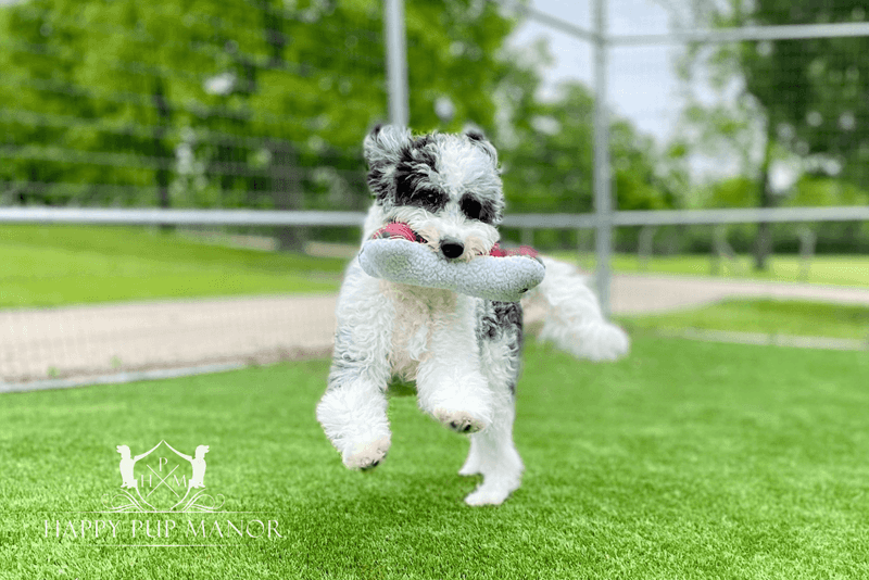 Zoomies that crash into furniture