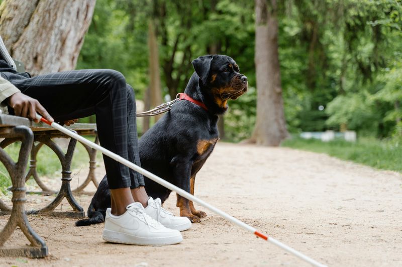 Rottweiler's Lean
