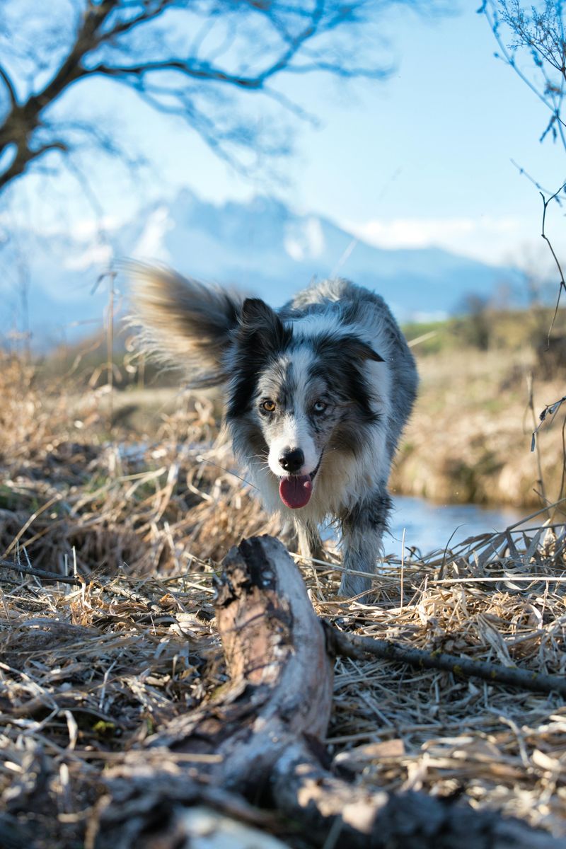 Border Collie