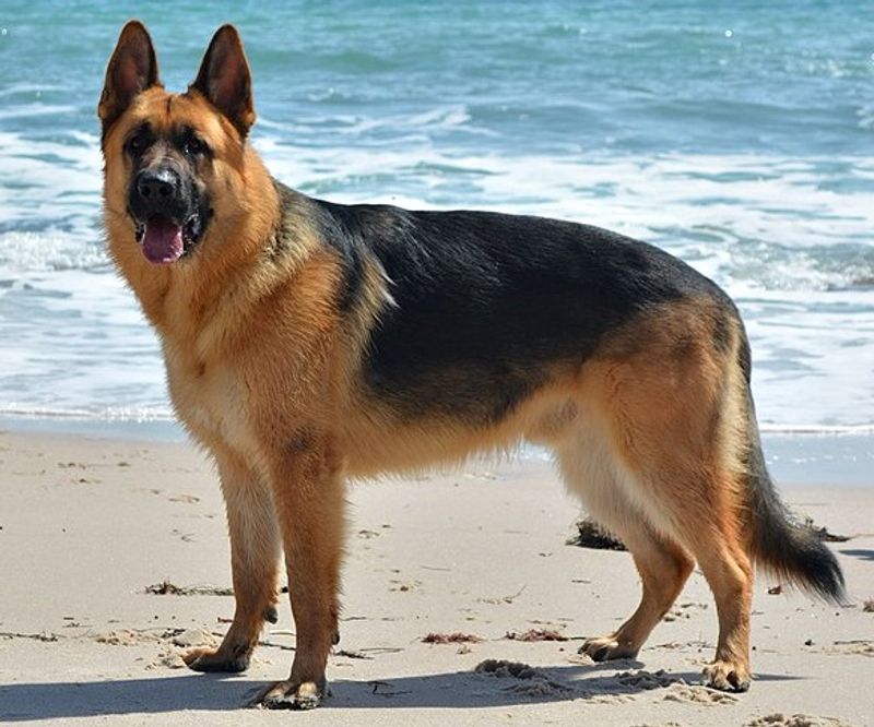 Breed reputation tells only part of the bite-risk story - training and circumstances matter enormously 2 German Shepherd