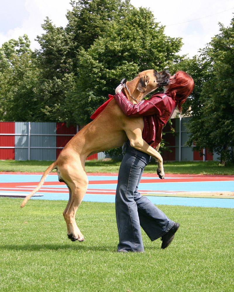 10 reasons large dogs make life better in ways small dogs can’t 10 Many large dogs are gentle giants